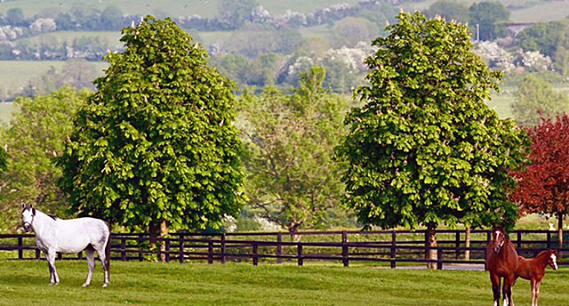 can you visit coolmore stud ireland